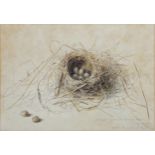 19th century school - Study of eggs in a nest, unsigned, inscribed 'Nest and 5 eggs of the Black-cap