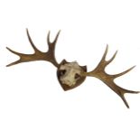 Impressive set of five point antlers and skull cap on a shield shaped plaque, 106cm wide