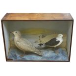 Taxidermy interest - A cased glaucous gull and a lesser black backed gull with good quality