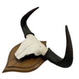 Taxidermy Interest - Cattle skull and horns mounted to an oak plaque, monogrammed RW verso, possibly