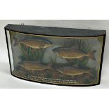 Taxidermy interest- cased set of four prize winning roach by William Frederick Homer, the case