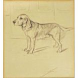 Lucy Dawson (1875-1954) - pencil study of a bloodhound, 25x20cm