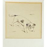 Lucy Dawson (1875-1954) - pencil study of a Jack Russell Terrier, 20x17.5cm