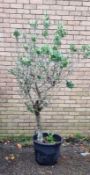 Bay Tree In Plastic Pot | Approx Height: 1.9m | RRP £200
