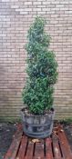 Bay Tree In Barrell Planter | Approx Height: 2.2m | RRP £75