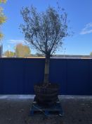 Olive Tree in Barrell Planter | Approx Height: 3.6m
