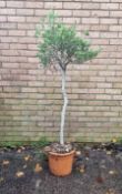 Bay Tree In Plastic Pot | Approx Height: 1.6m