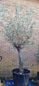 Olive Tree In Pot | Approx Height: 3.2m | RRP £750
