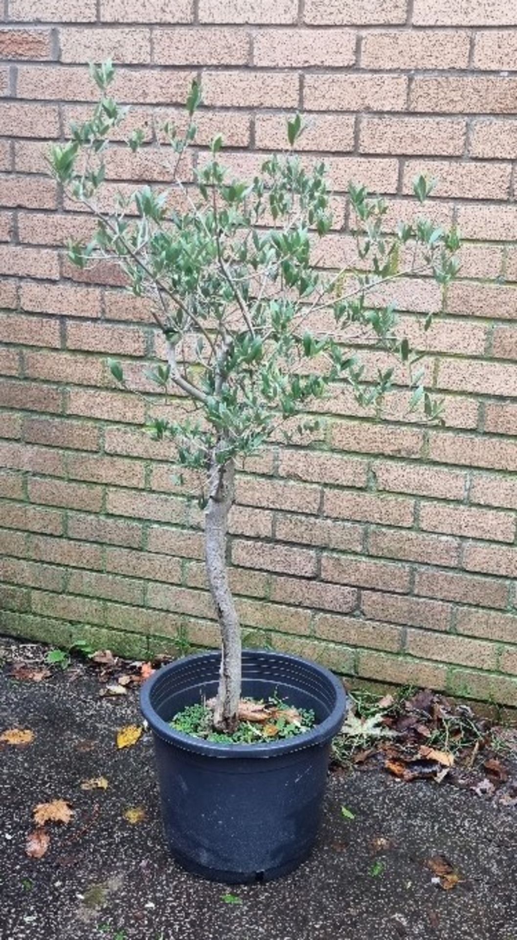 Olive Tree In Plastic Pot | Approx Height: 1.2m
