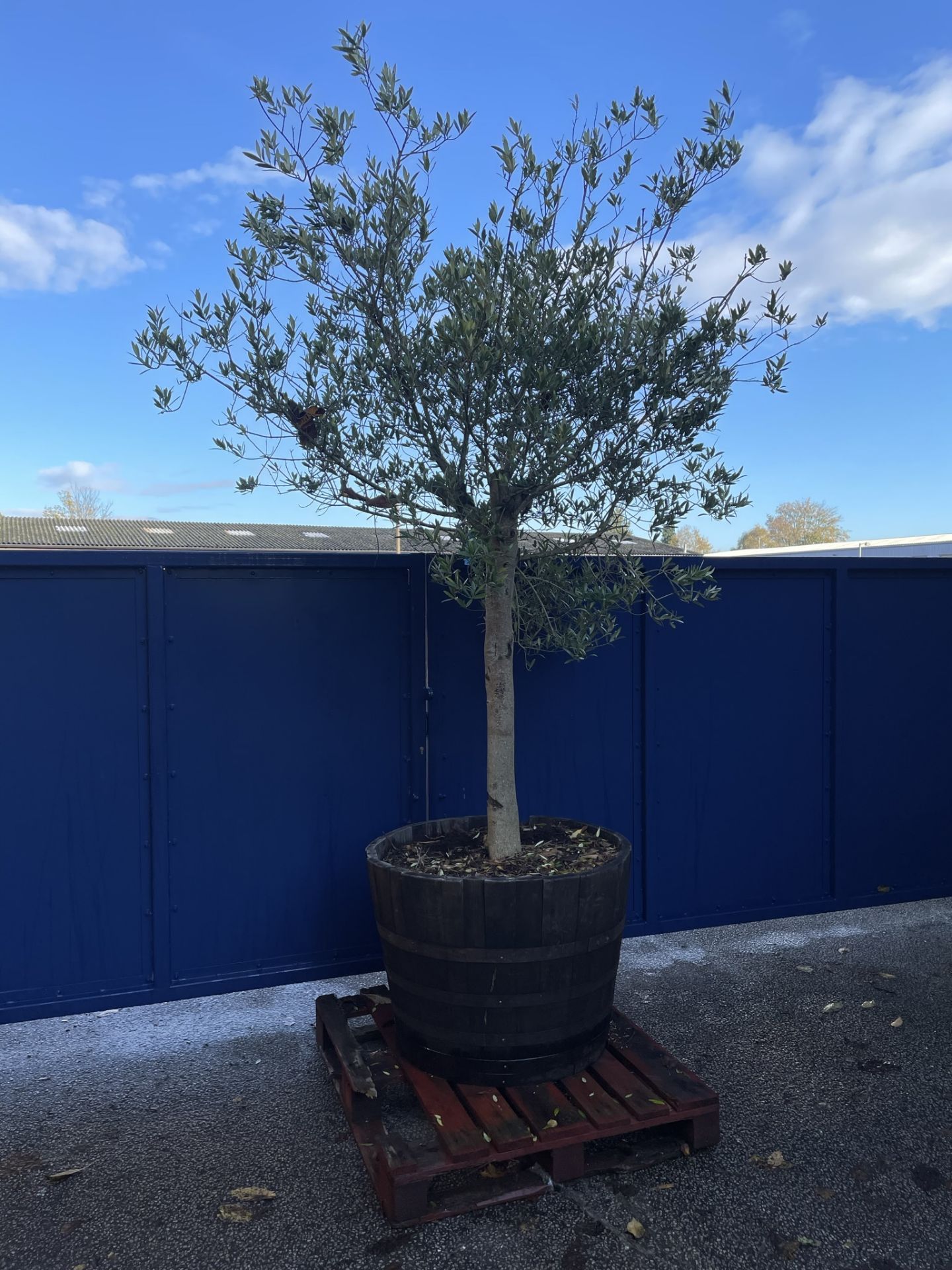 Olive Tree in Barrell Planter | Approx Height: 3m | RRP £785 - Image 2 of 6