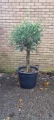 Bay Tree Lollipopped In Plastic Pot | Approx Height: 1.7m | RRP £250