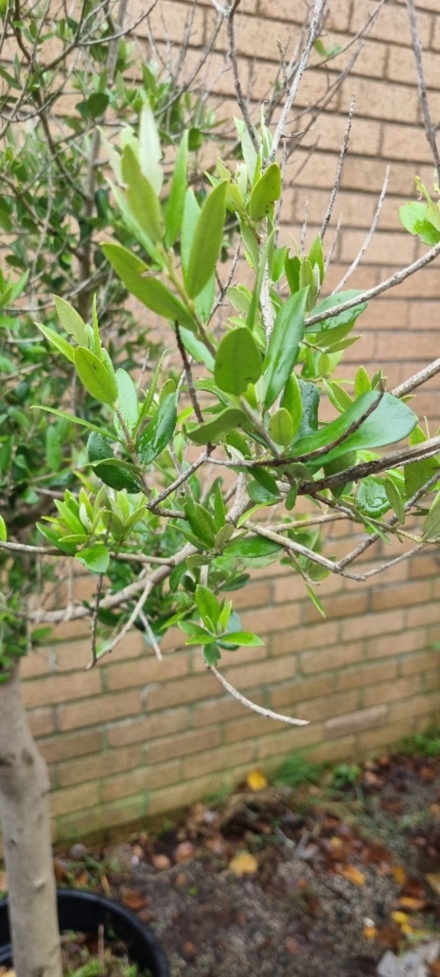 Bay Tree In Plastic Pot | Approx Height: 1.9m - Image 2 of 2