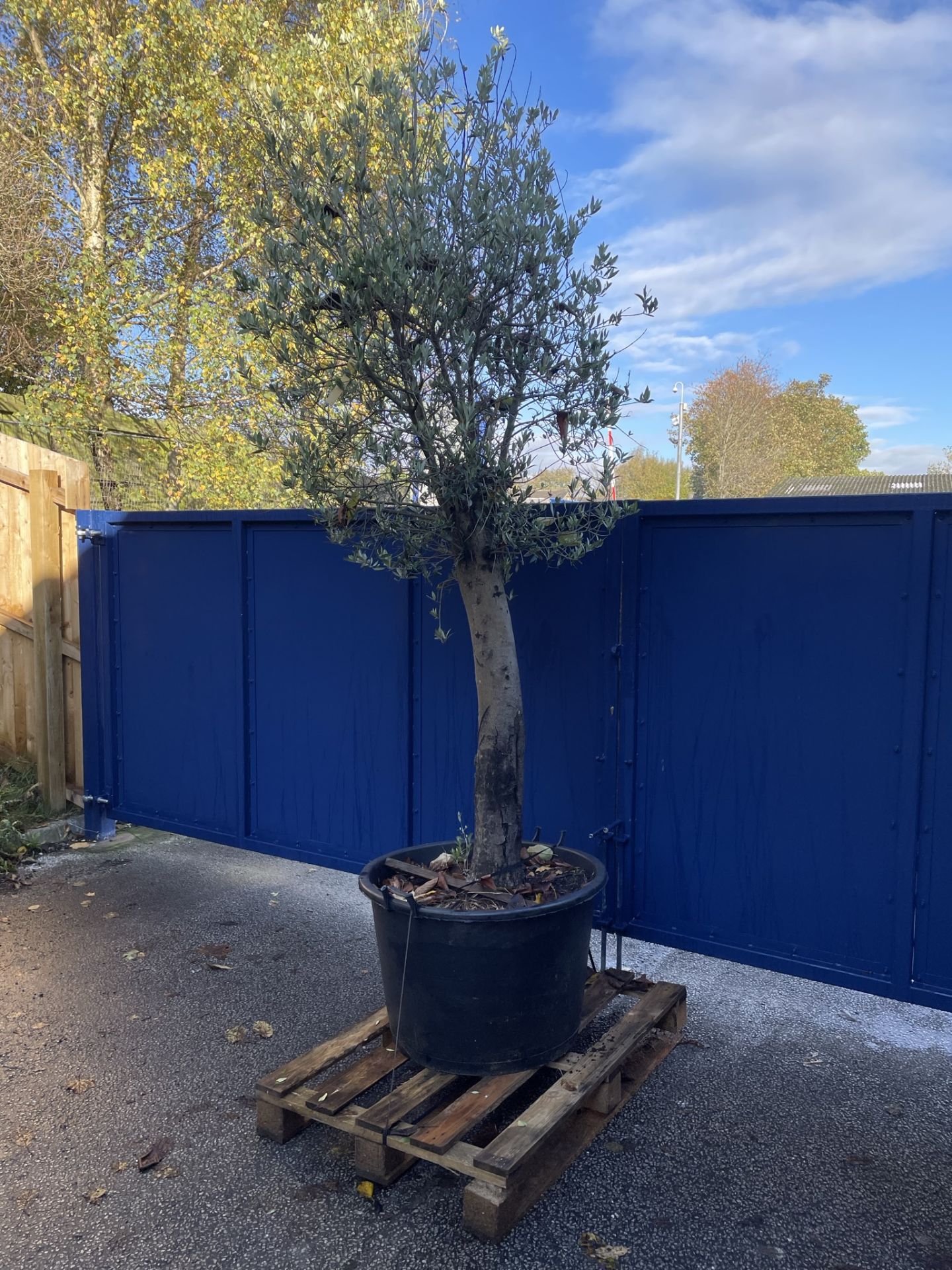Olive Tree in Plastic Pot | Approx Height: 3.4m | RRP £600 - Image 3 of 6