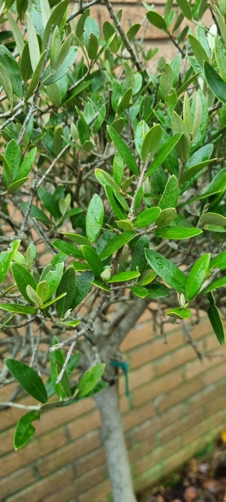 Bay Tree In Plastic Pot | Approx Height: 1.6m - Image 3 of 3