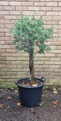 Bay Tree Lollipopped In Plastic Pot | Approx Height: 1.4m | RRP £250