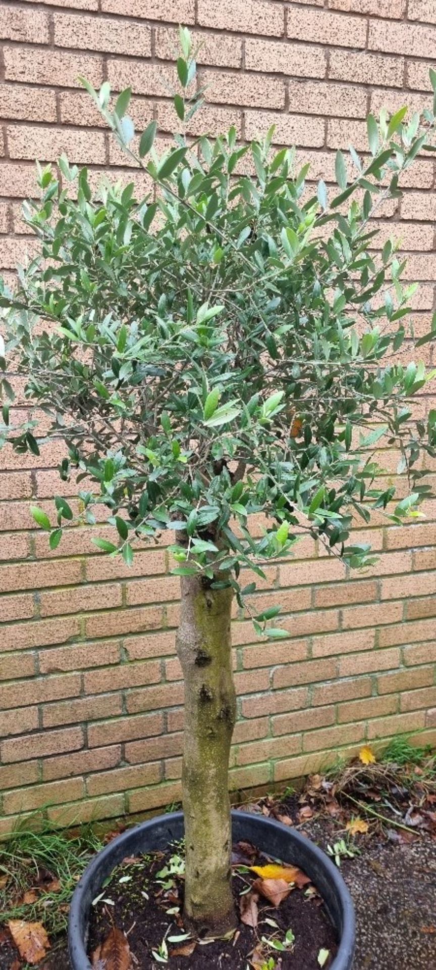 Bay Tree In Plastic Pot | Approx Height: 1.7m - Image 2 of 2