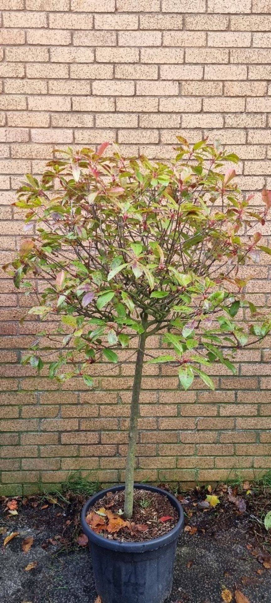 Photinia Red Robin | Approx Height: 1.8m - Image 2 of 4