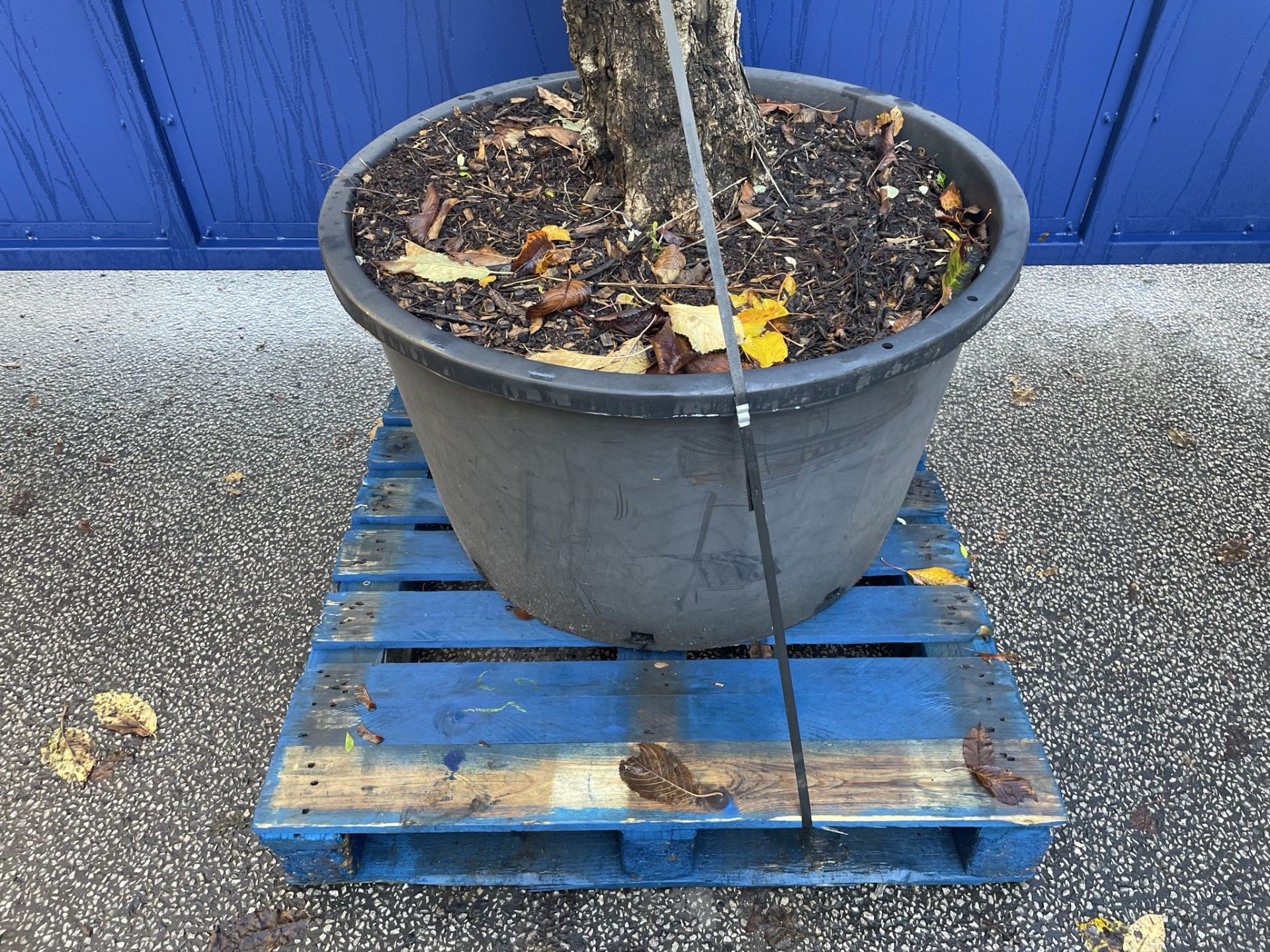 Olive Tree in Plastic Pot | Approx Height: 3.2m | RRP £600 - Image 4 of 6