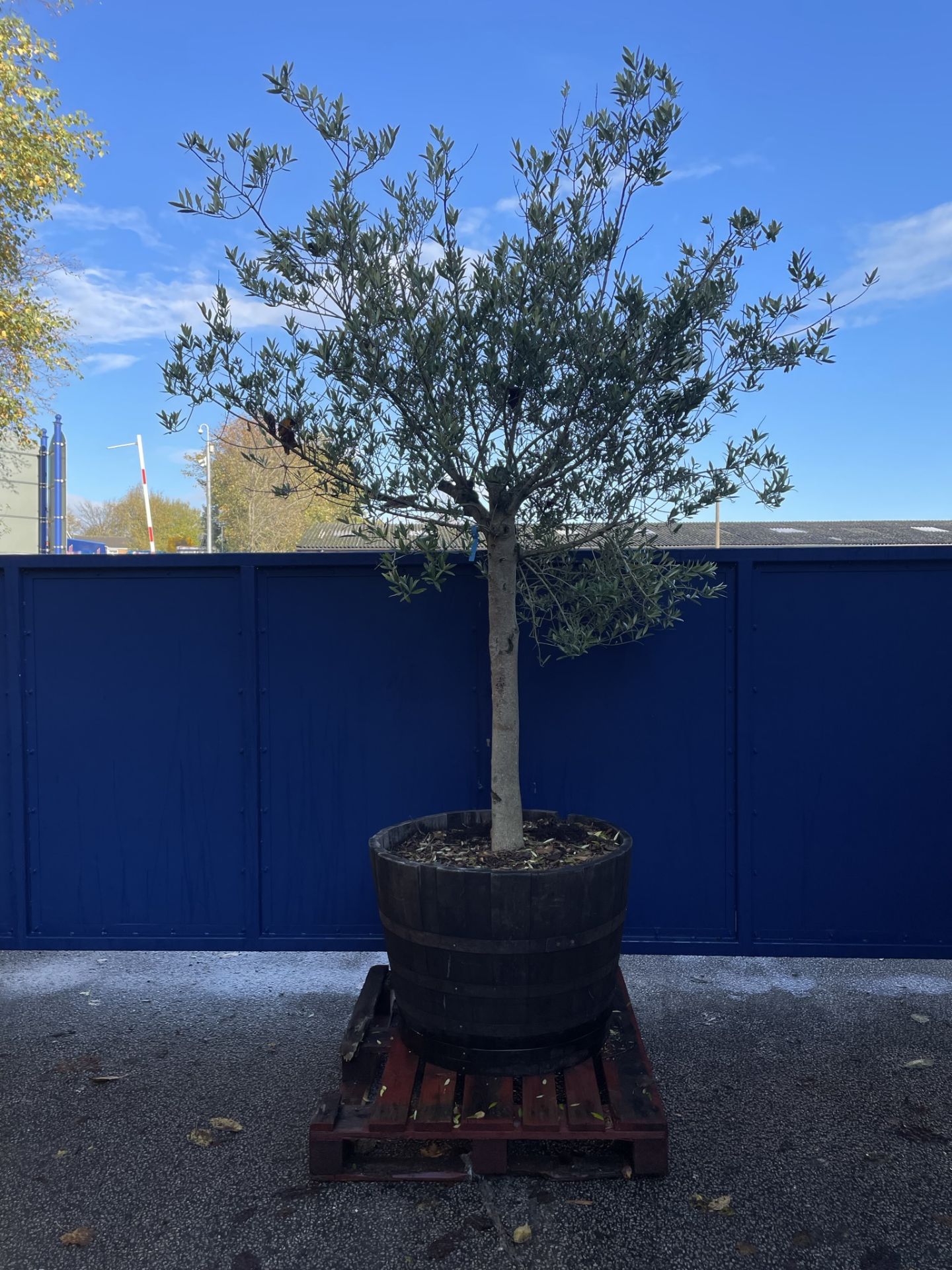 Olive Tree in Barrell Planter | Approx Height: 3m | RRP £785