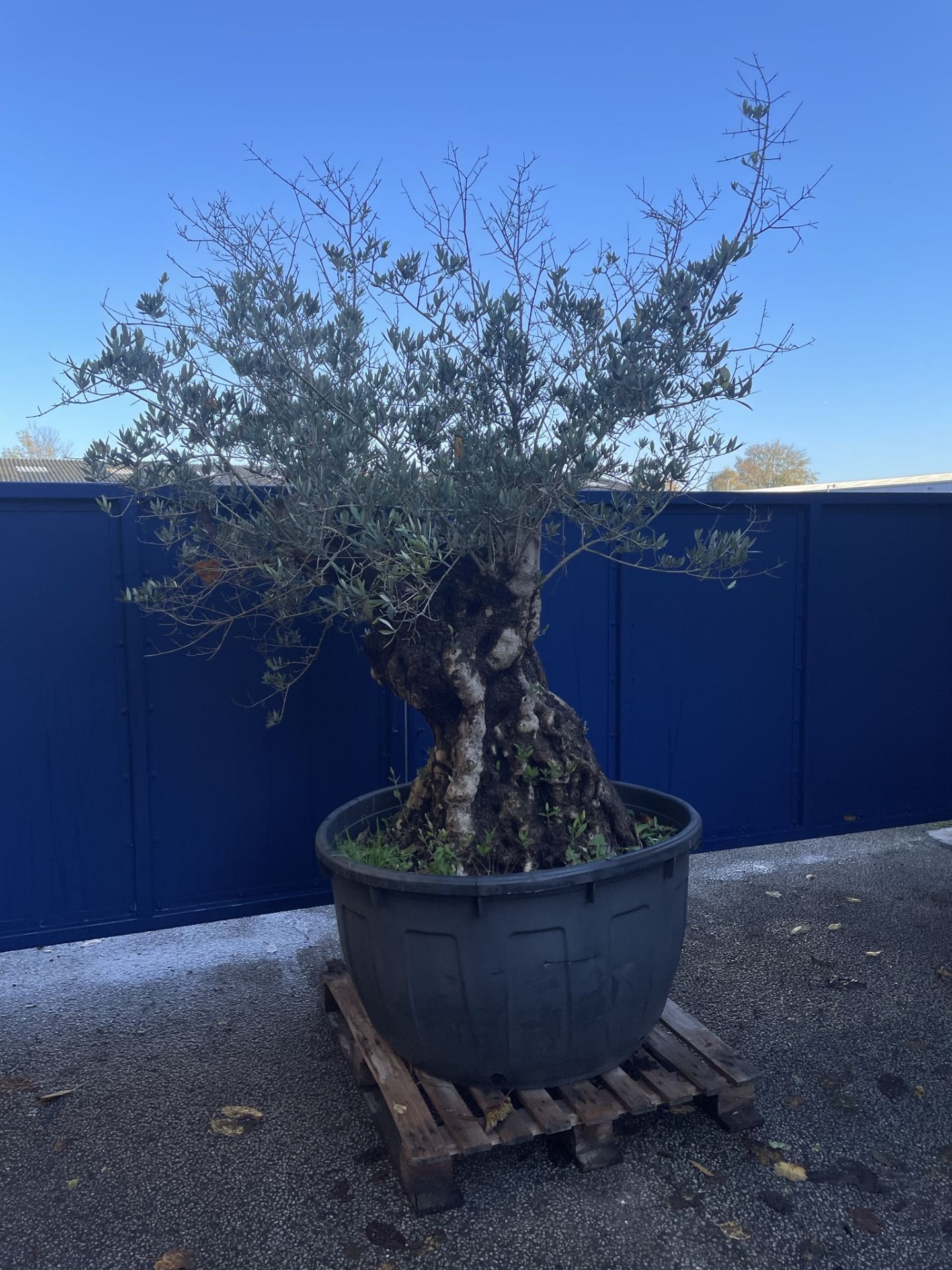 Olive Tree in Plastic Pot | Approx Height: 2.78m | RRP £1,799 - Image 2 of 6