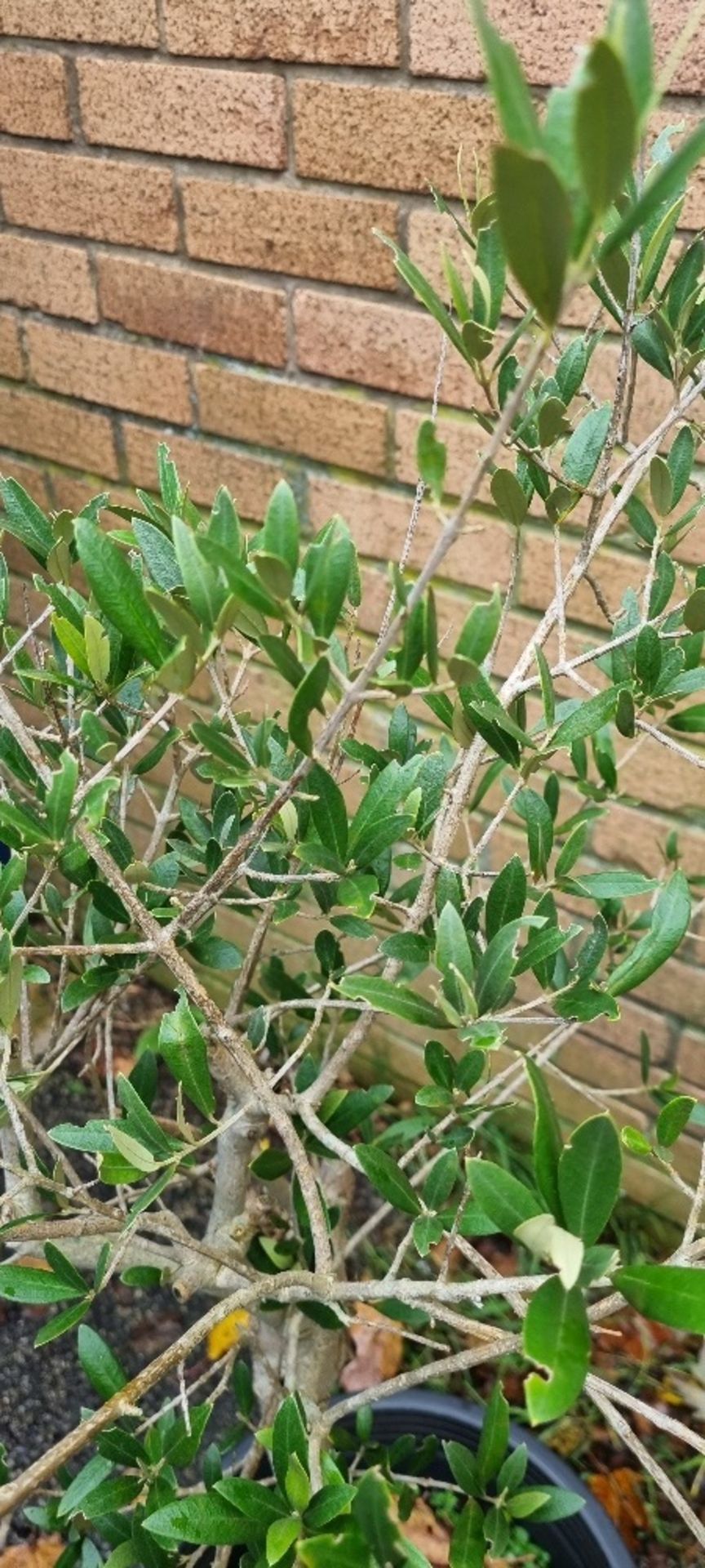 Olive Tree In Plastic Pot | Approx Height: 1.2m - Bild 2 aus 2