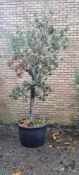 Bay Tree In Plastic Pot | Approx Height: 2.7m