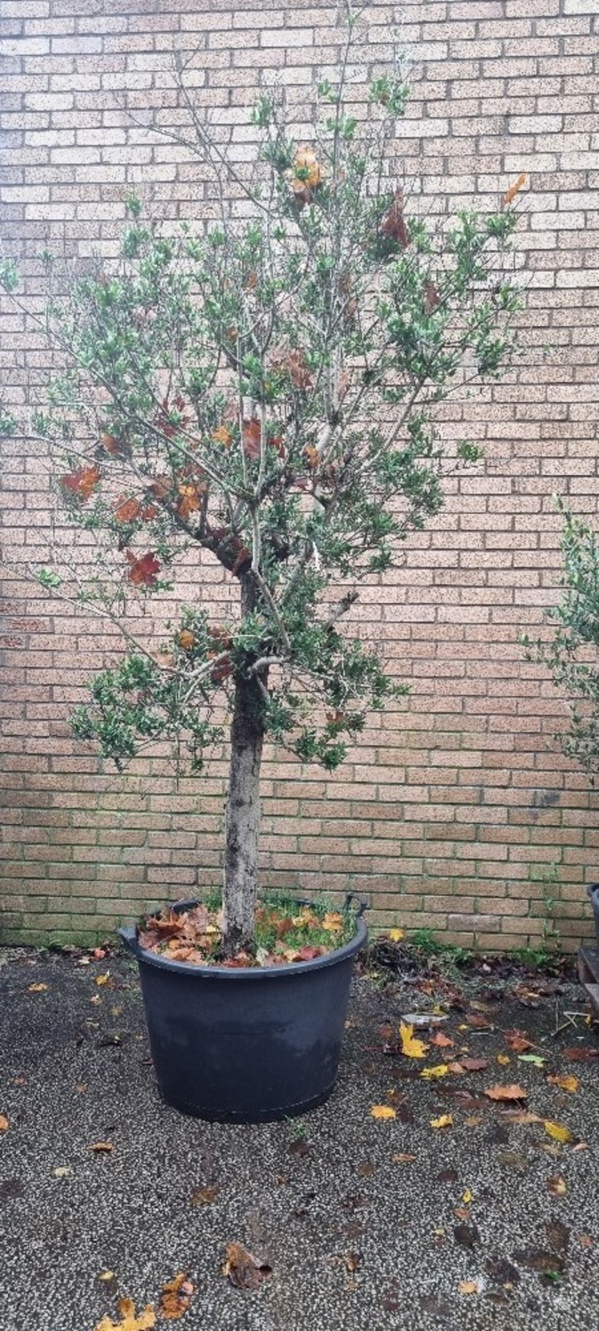 Bay Tree In Plastic Pot | Approx Height: 2.7m