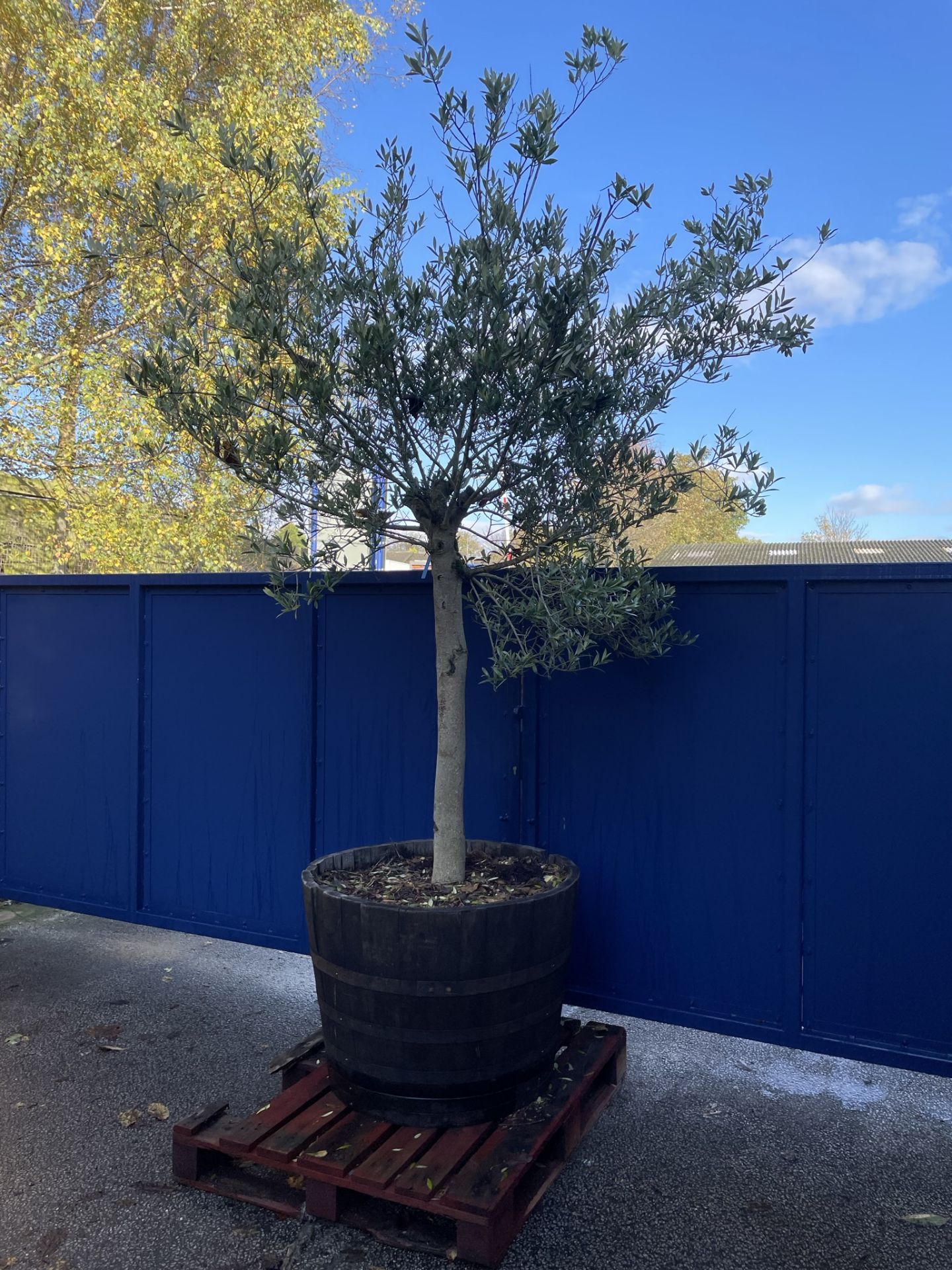 Olive Tree in Barrell Planter | Approx Height: 3m | RRP £785 - Image 3 of 6