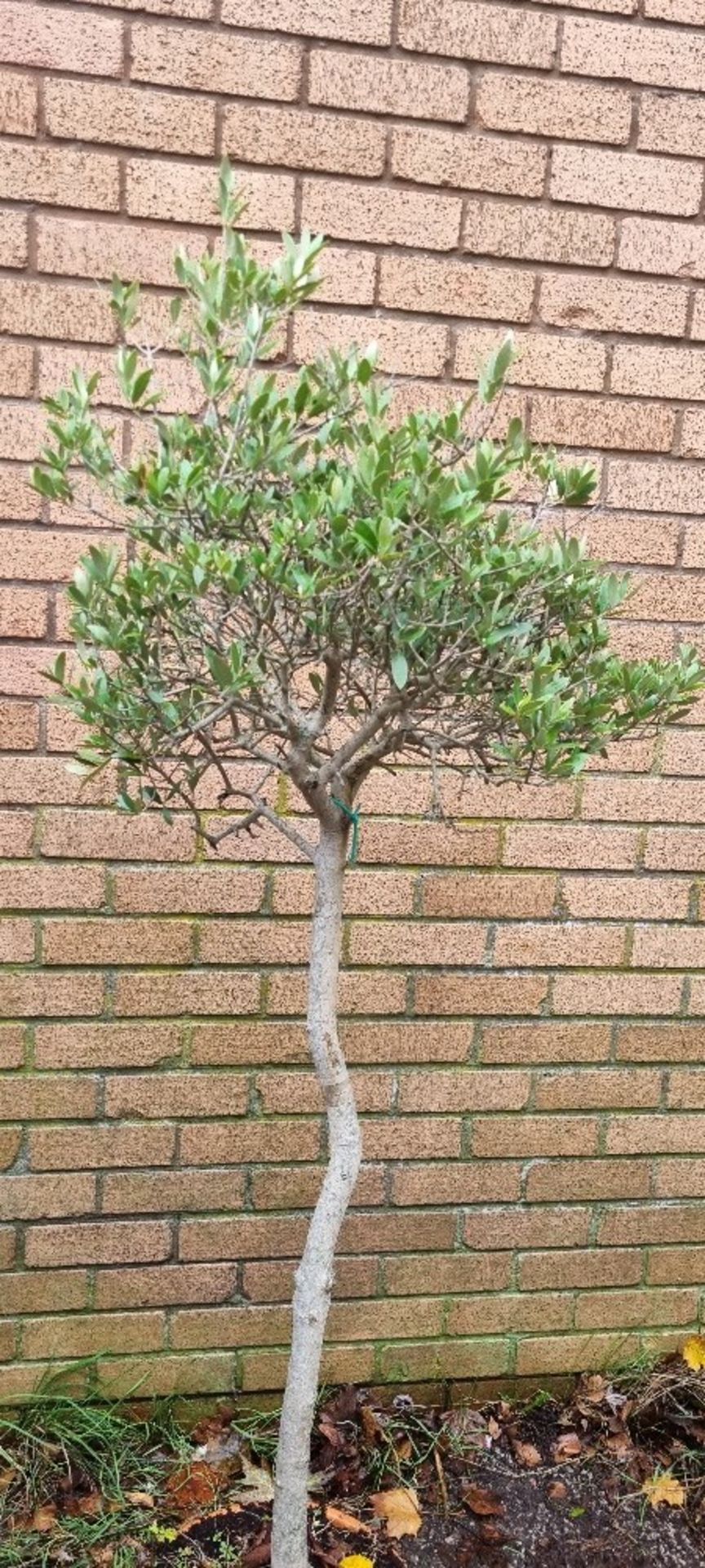 Bay Tree In Plastic Pot | Approx Height: 1.6m - Image 2 of 3