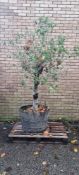 Bay Tree In Barrell Planter | Approx Height: 2.3m