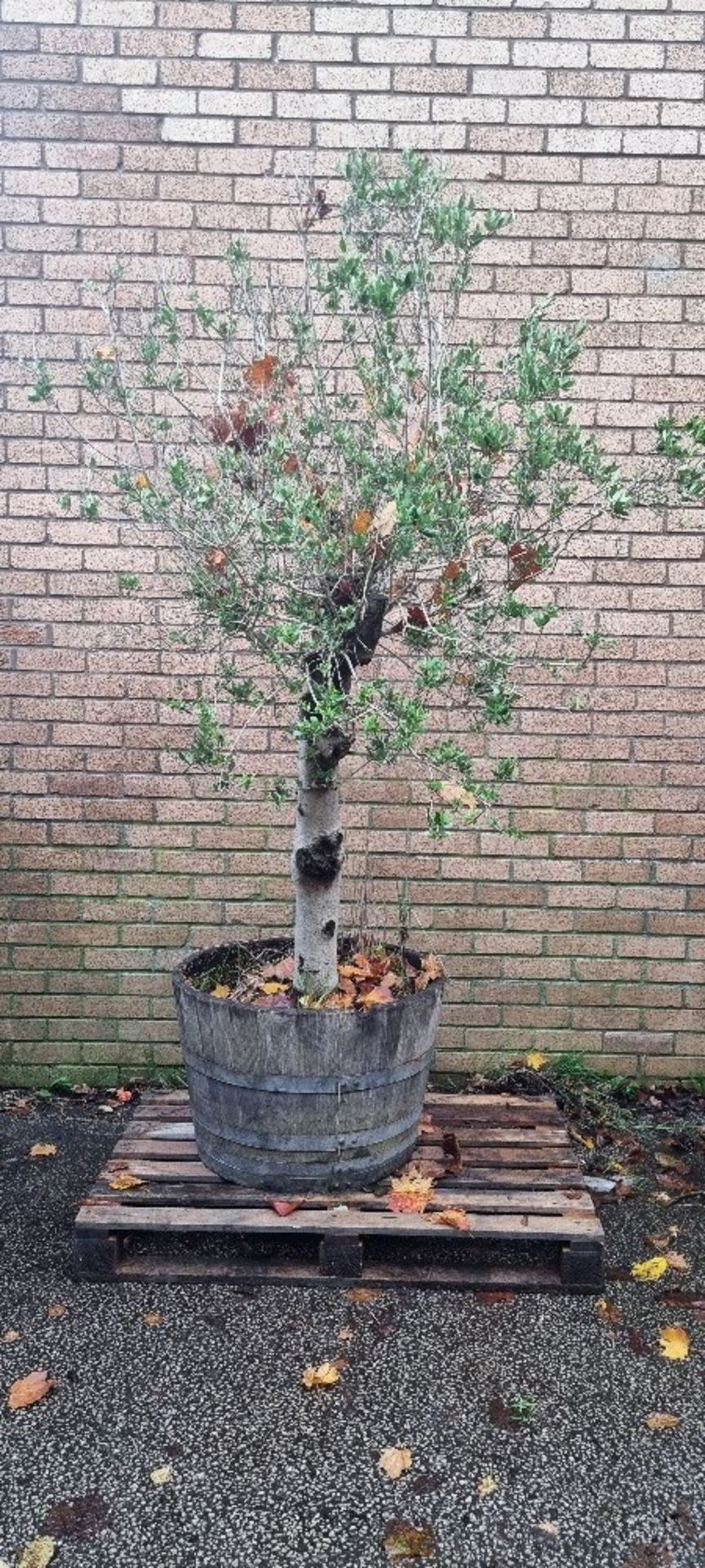 Bay Tree In Barrell Planter | Approx Height: 2.3m