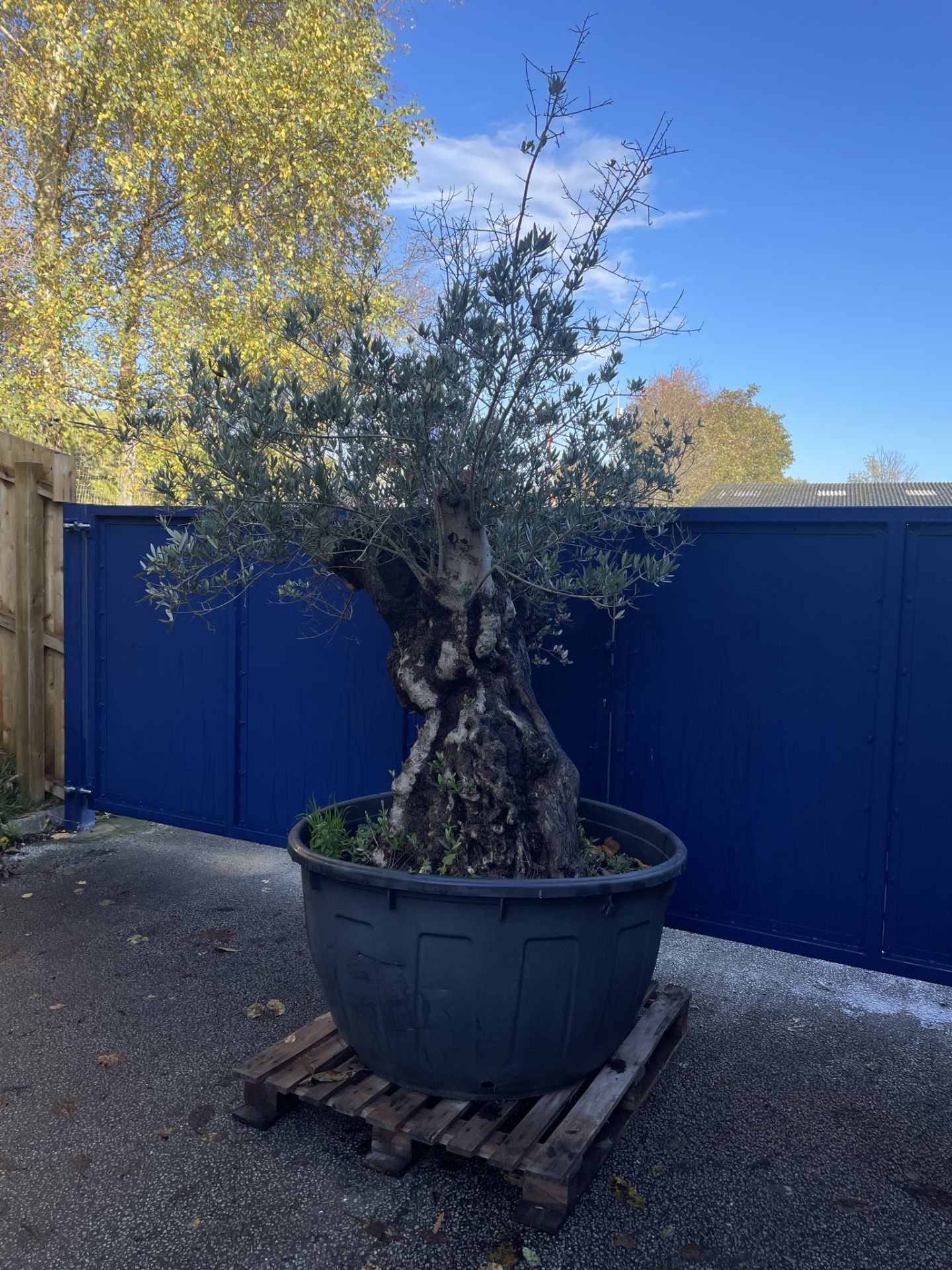 Olive Tree in Plastic Pot | Approx Height: 2.78m | RRP £1,799 - Image 3 of 6