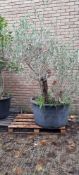 Bay Tree In Plastic Pot | Approx Height: 1.8m