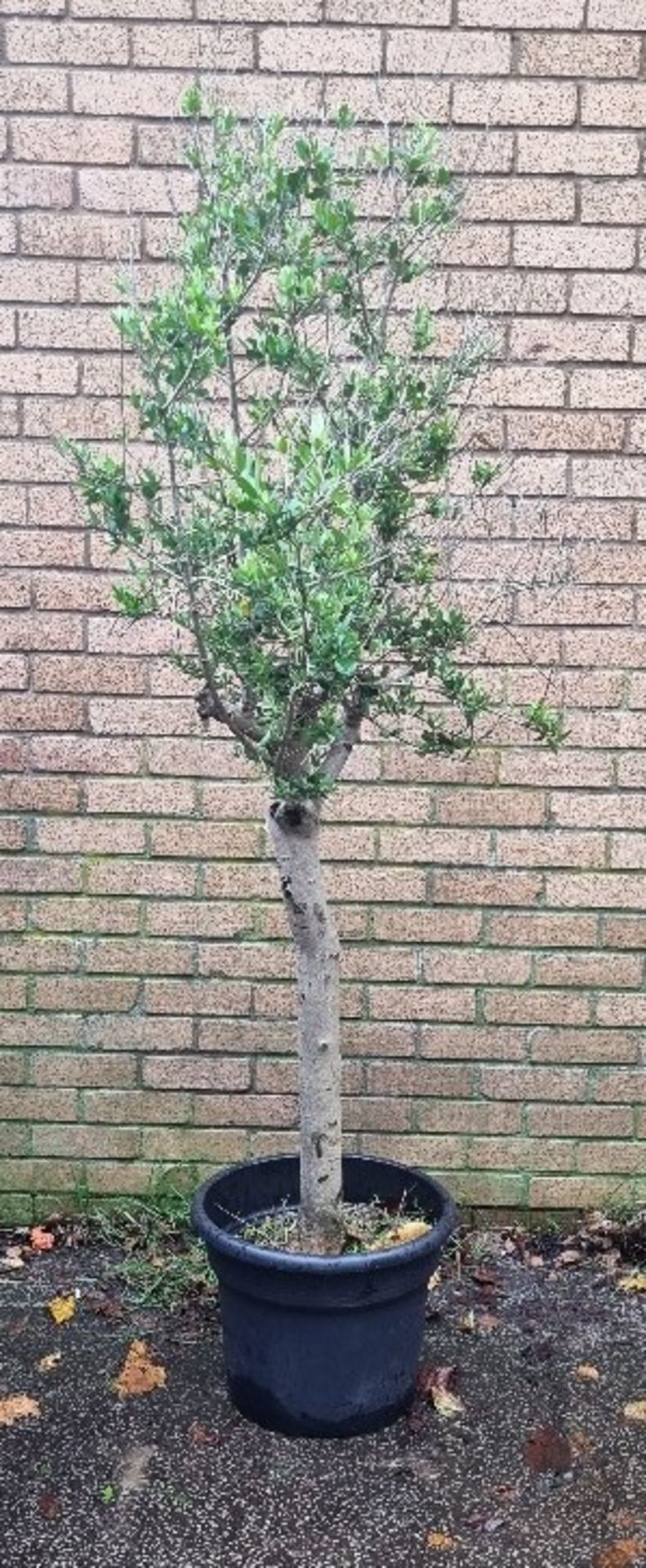 Bay Tree In Plastic Pot | Approx Height: 1.9m