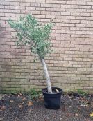 Bay Tree In Plastic Pot | Approx Height: 1.7m