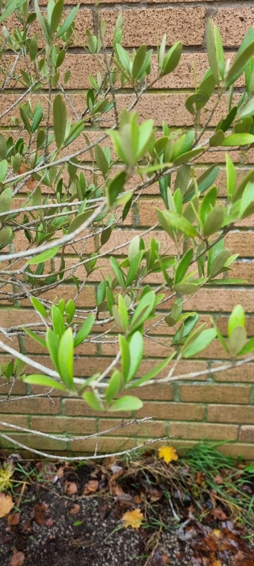 Olive Tree In Plastic Pot | Approx Height: 2.4m - Image 2 of 2