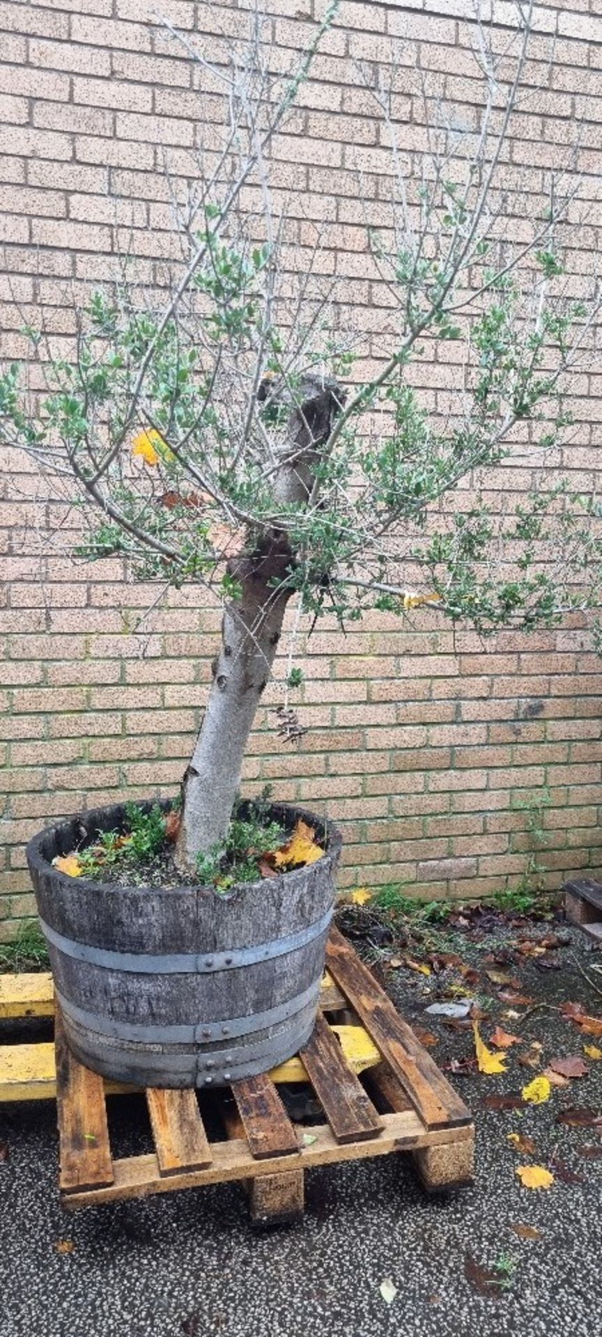 Bay Tree In Barrell Planter | Approx Height: 2.1m - Image 2 of 3