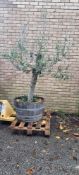 Bay Tree In Barrell Planter | Approx Height: 2.1m