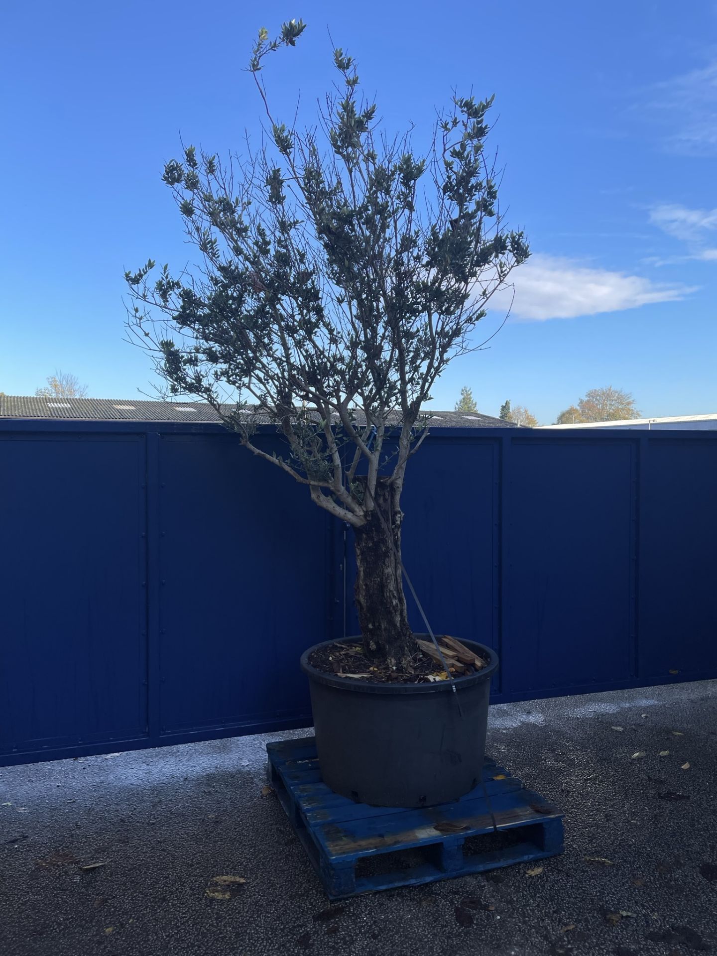 Olive Tree in Plastic Pot | Approx Height: 3.2m | RRP £600 - Image 2 of 6