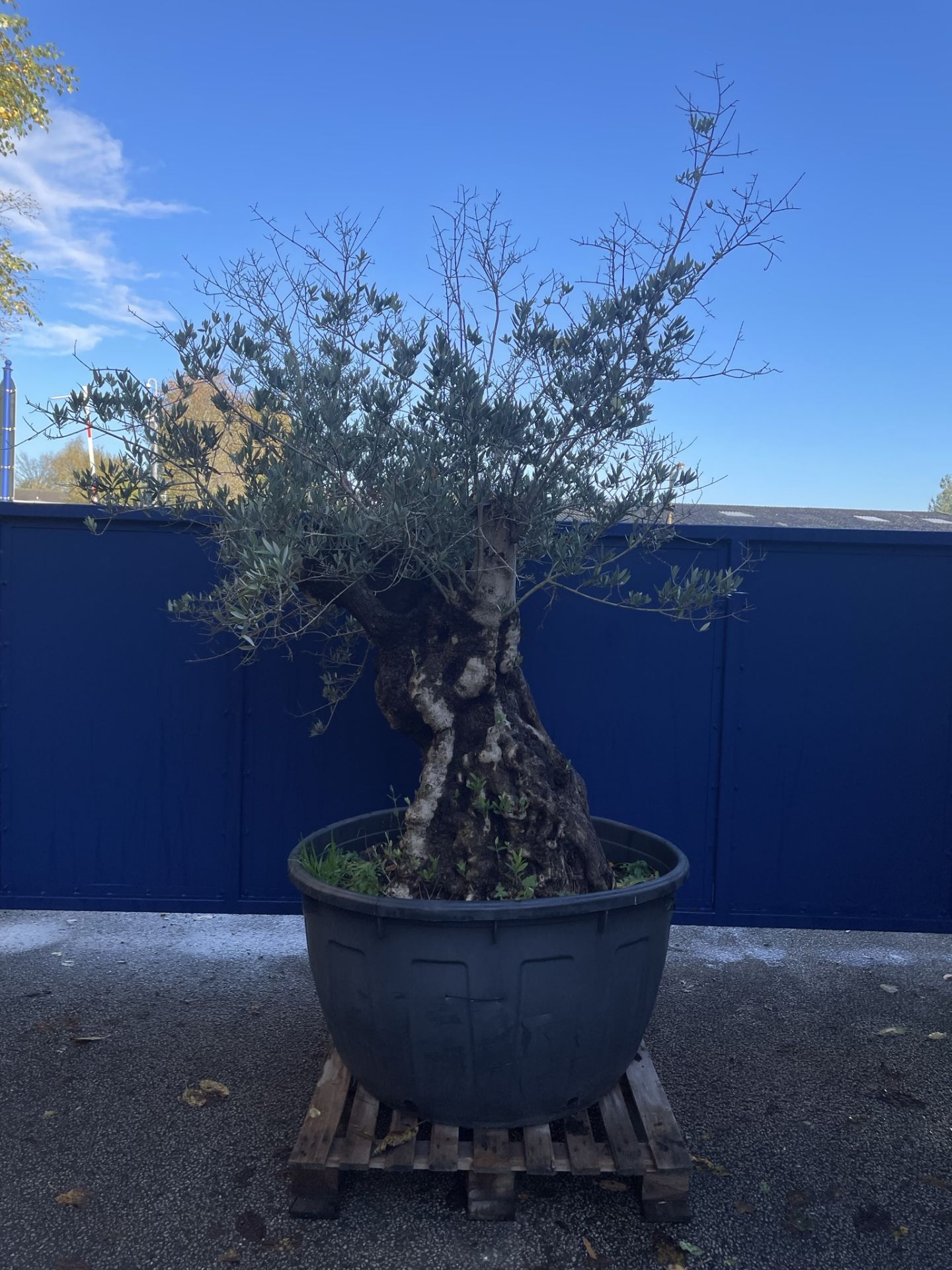 Olive Tree in Plastic Pot | Approx Height: 2.78m | RRP £1,799
