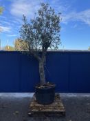 Olive Tree in Plastic Pot | Approx Height: 3.2m | RRP £750