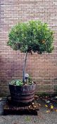 Bay Tree In Barrell Planter | Approx Height: 2.7m