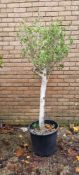 Bay Tree In Plastic Pot | Approx Height: 1.9m
