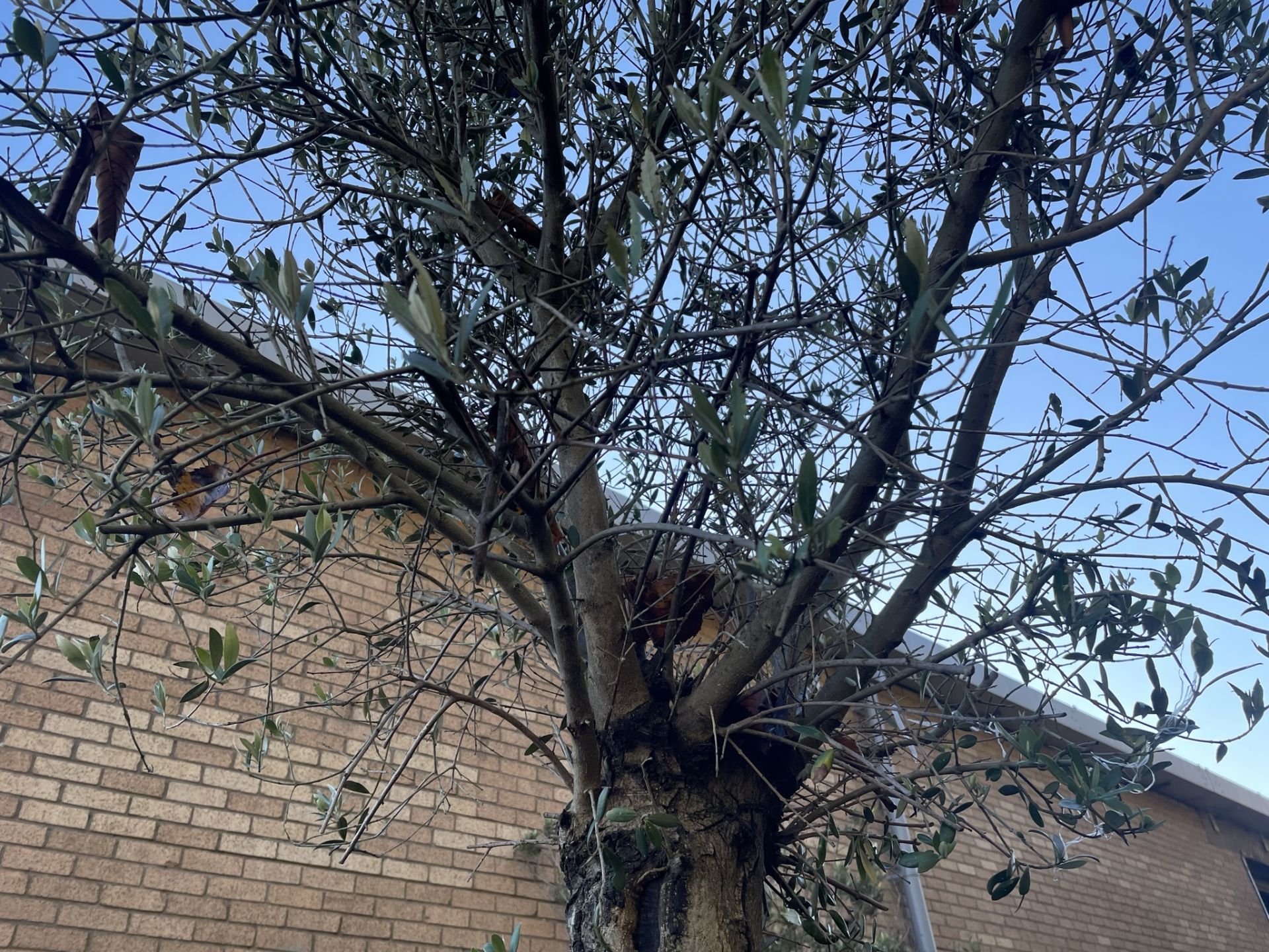 Olive Tree in Barrell Planter | Approx Height: 3.6m - Image 7 of 7