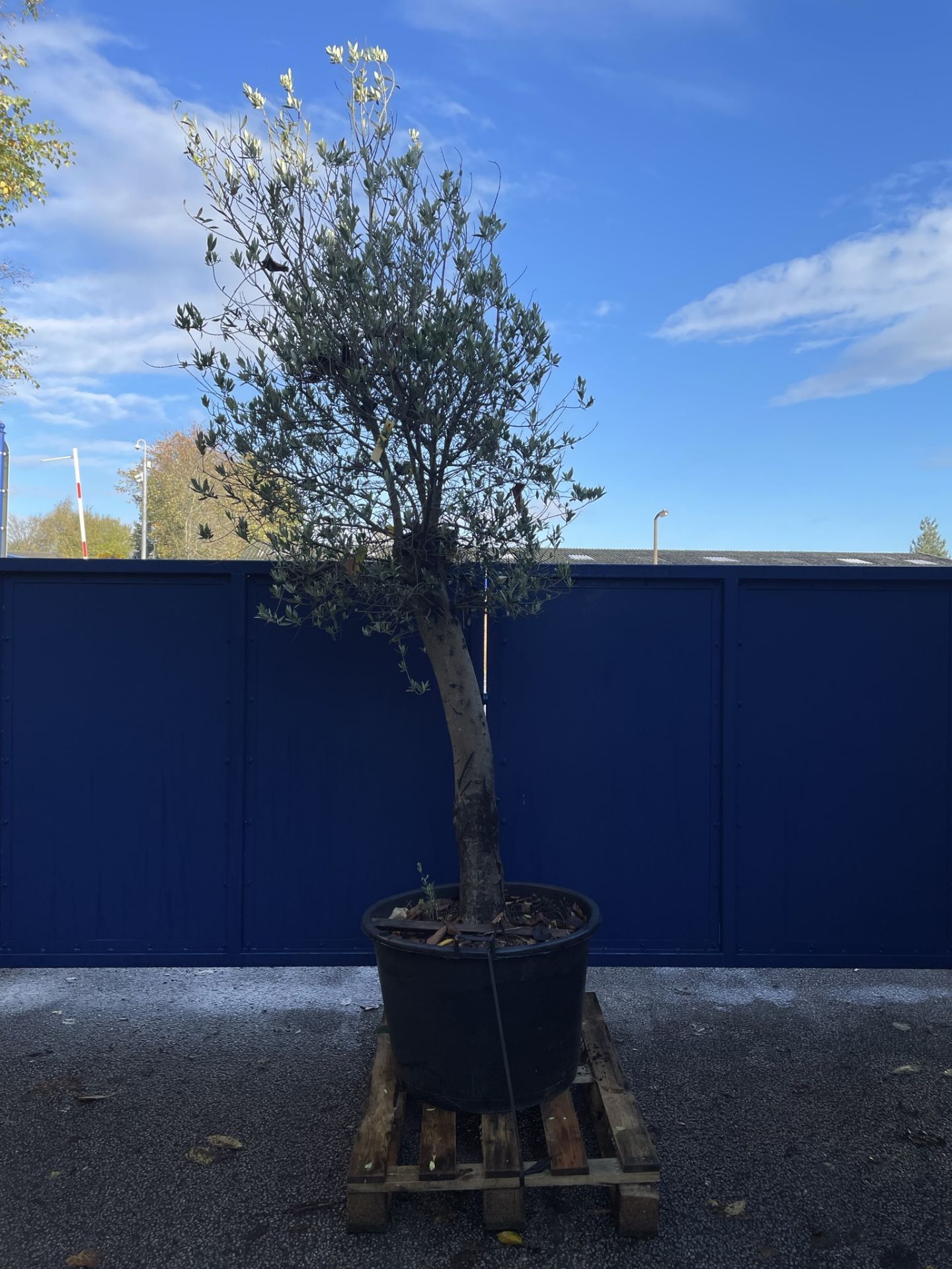 Olive Tree in Plastic Pot | Approx Height: 3.4m | RRP £600
