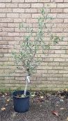 Bay Tree In Plastic Pot | Approx Height: 1.5m