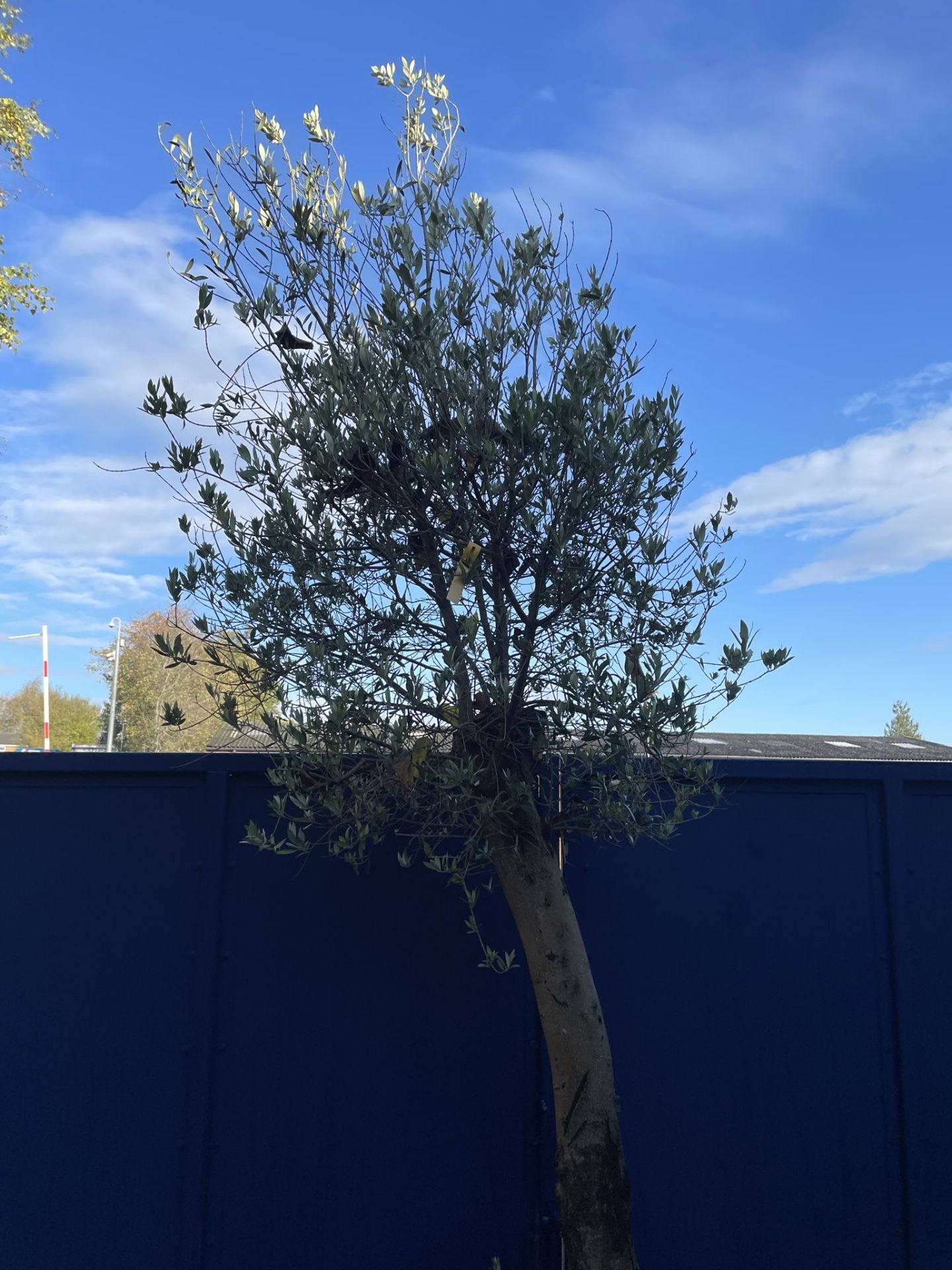 Olive Tree in Plastic Pot | Approx Height: 3.4m | RRP £600 - Image 5 of 6
