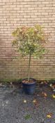 Photinia Red Robin | Approx Height: 1.8m
