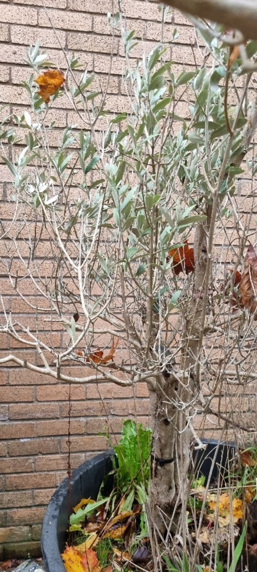 Bay Tree In Plastic Pot | Approx Height: 1.8m - Image 3 of 3