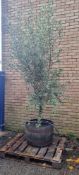 Bay Tree In Barrel Pot | Approx Height: 2.6m | RRP £450